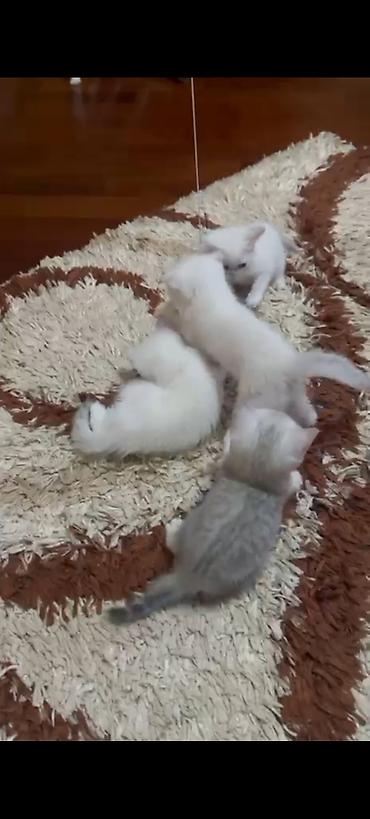silver sinsilla: Şinşilla, Ünvandan götürmə — 4