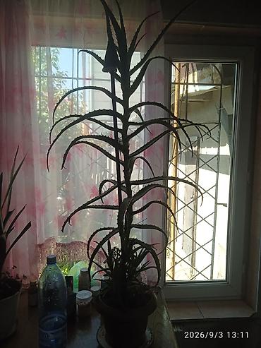 каланхоэ: Алое высота 1 мет — 1