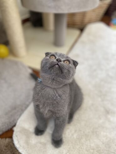 Pişiklər: Şotland, Dişi, Erkək, Ünvandan götürmə — 4