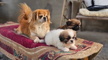 İtlər: Pekines, 2 ay, Erkek — 6