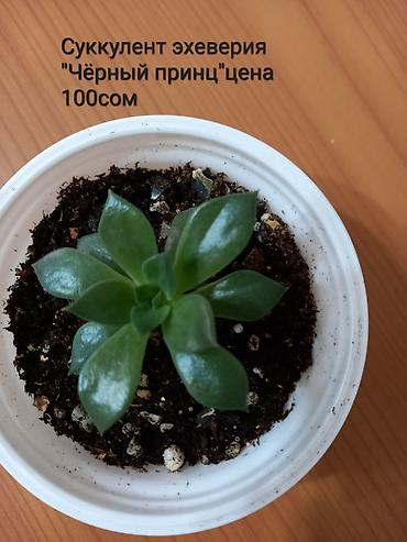 черный принц: Суккулент эхеверия «Чёрный принц». - Цена: 100 сом - Горшок: диаметр — 1