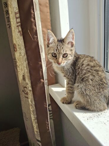золотистая шиншилла: 4 месяца, Мальчик, Приучена к лотку
