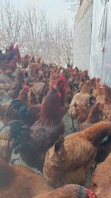 продать корову: Продаю инкубационное яйцо корейской породы Ханхяп Тоджон