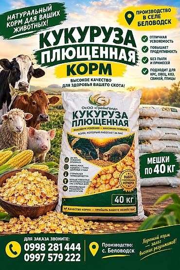 Корма для с/х животных: Плющеная кукуруза — натуральный корм для сельскохозяйственных — 1