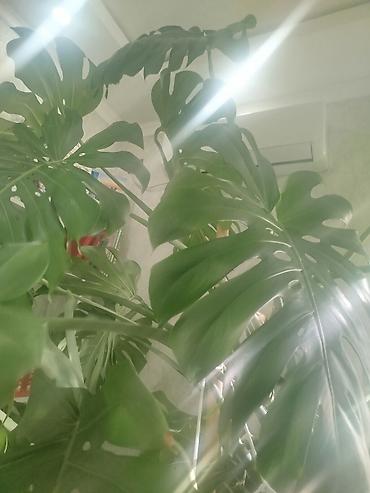 цветы камелия: Монстера делициоза (Monstera deliciosa), крупное взрослое комнатное — 6