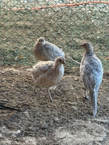 птица голуби: Продам фазана