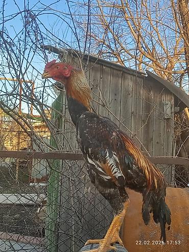 Куры, петухи: Продаю | Петух | Для разведения — 8