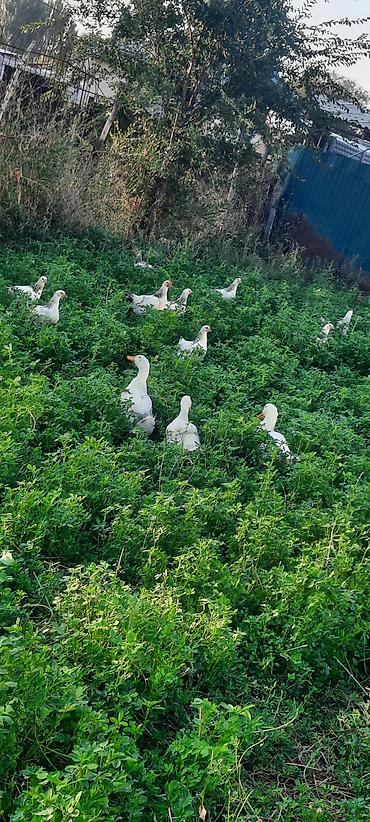 корм для собак бишкек цена: Продаю | Куры, Петух — 1