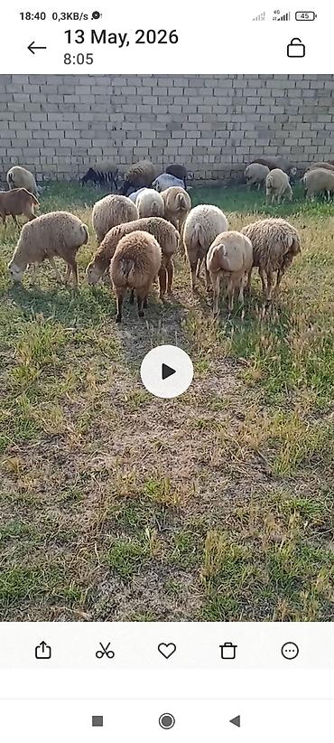 Mal-qara: Salam erkeydi hams qurbanlg hər qiymətə var buyurun — 1