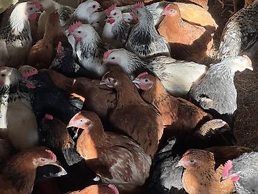 Cücələr: ŞƏKİ DAXİLİNDƏ çatdırılma mümkündür Yetişmiş heyvanlardır. Çəkisi — 11