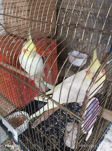 gence quşlar: Qefes qarisiq cutNimfa (Cockatiel) cütü və qəfəs dəsti - Növ: Nimfa — 1