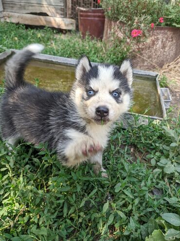 продаются собаки: 🐶🐶🐶Продаются чистокровные, голубоглазые щенки породы Хаски . 🐶🐶🐶