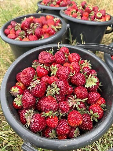 Клубника: Клубника — 4