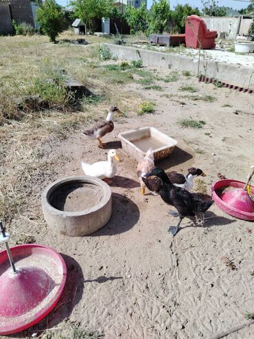 ördək yumurtası satışı: Dişi, Yumurtalıq
