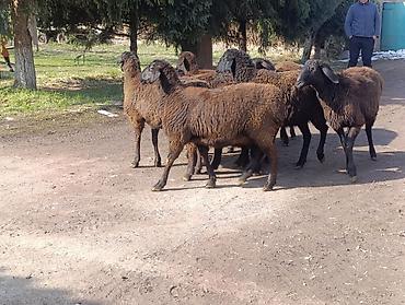 Баран, овца: Продаю | Овца (самка) | Для разведения | Ярка — 4