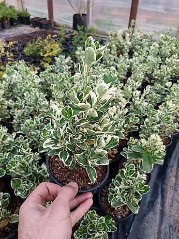 suse qab: Bağ üçün dekorativ qrup bitkiləri – qablarda - Ortanca (Hydrangea — 4