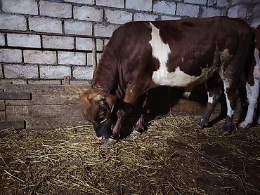 dana inək: Qırmızı-ağ rəngli erkək dana/sığır satılır. Fotoşəkillərdə görüldüyü — 5