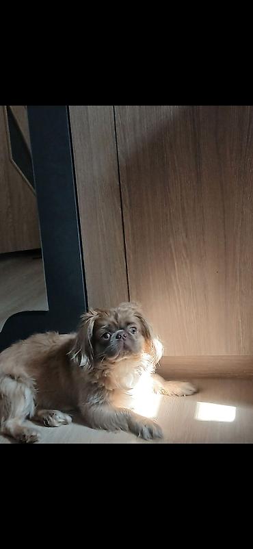 pulsuz it: Pekines — 2