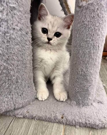 Mačke: Prelepi skotski macici su spremni za rezervaciju. U ponudi: 2 srebrna — 6