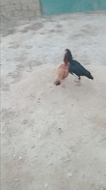Toyuq cücələri, Damazlıq