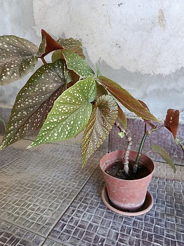 çiçəklər: 🌿Begoniya maculata (albalı-muncuqlu begoniya) – dekorativ yarpaqlı və — 1
