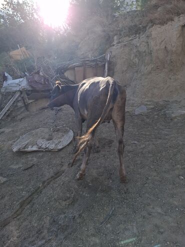 Inəklər, öküzlər: Məhsul: İnək və buzovlar Təsvir: - Fotoşəkillərdə qara-ağ rəngli — 7