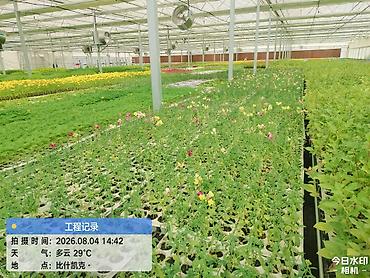 flowers: Рассада цветов из теплицы - Профессионально выращенная рассада — 8