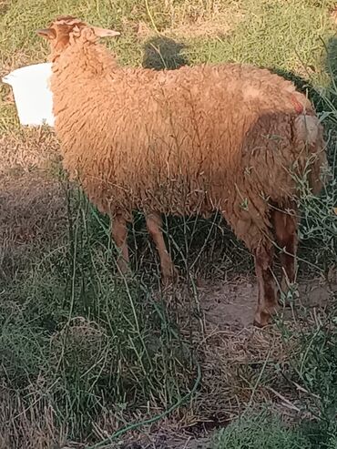 Keçi, çəpiş: İki ana bala balaları erkəkdir iki dənədə yekə erkək var hamsı