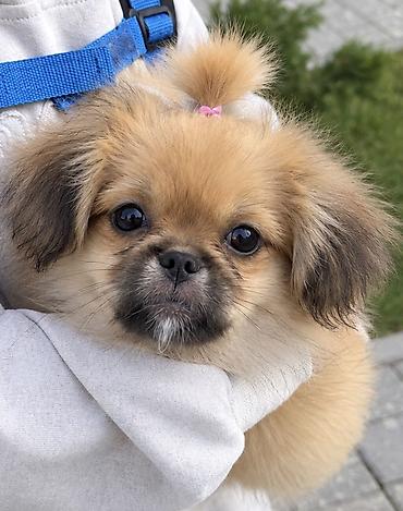 pekines: Pekines, 4 ay — 2