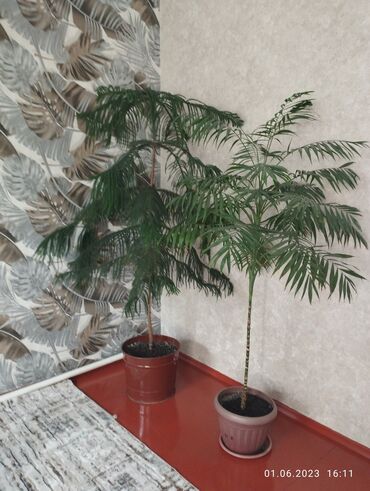 большие комнатные растения купить: Продается большая араукария с высотой 2 метра . обр.по номеру