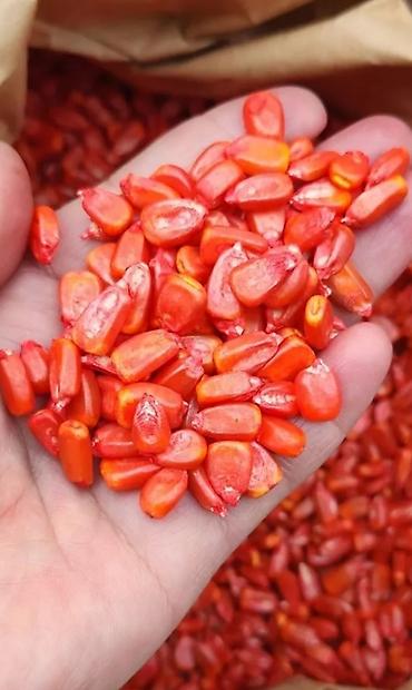 Кукуруза: ЭЛИТА жугору урондор местный Ала Тоо, Манас, Чуй 62 ж.б. гибрид жугору — 15