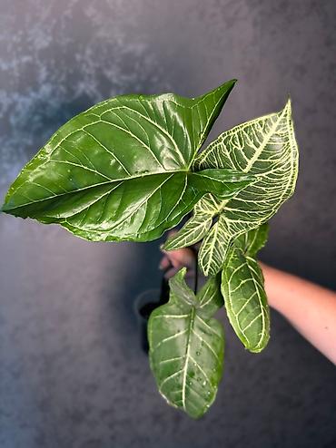 Другие комнатные растения: Добрый день! В продаже комнатные растения: Сингониумы - конфетти — 3