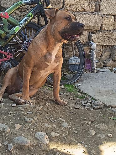 it sort: Pitbul, 2 il, Erkək — 7