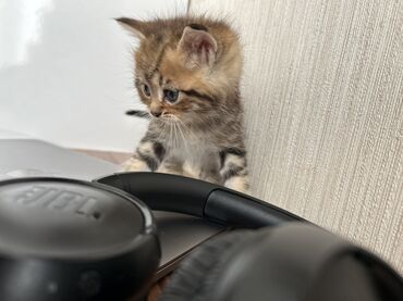 Pişiklər: Şinşilla -da lalafo.az — 10 Pişiklər: Şinşilla — 10