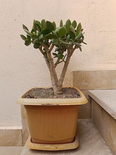 sakura agaci: Succulent – Crassula ovata (Pul ağacı) - Bitki: Crassula ovata – — 3
