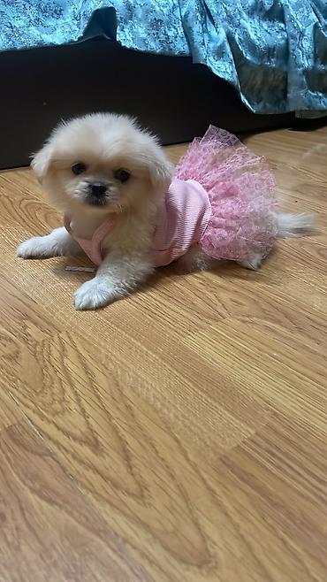 Cinsi:pomerian🐶
qiymətdə razılaṣmaq olar