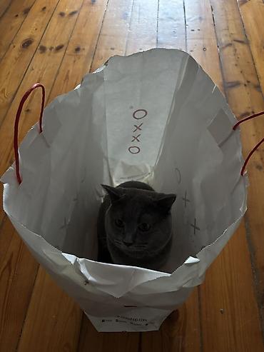 Кошки: Британская, Самец, В добрые руки — 1