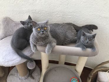 Pişiklər: Şotland, Dişi, Erkək, Ünvandan götürmə — 17