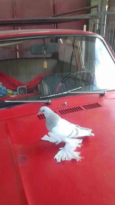 Птицы: Продаю молодых голубей 1 шт стоит пятьсот сом окончательно родители — 22