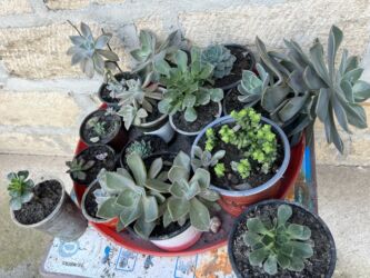 Xalçalar: Xalça -da lalafo.az — 28 Xalçalar: Xalça — 28