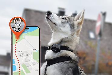Heyvanlar: 🐾 Ev Heyvanları üçün GPS İzləmə Cihazı Sevimli dostunuz hər zaman — 1