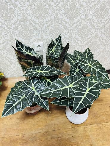 Алоказия Полли 650 и 1200 lalafo.kg да Алоказия Полли 650 и 1200