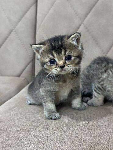 Pişiklər: Dişi, Erkək, Yaxşı əllərə, Ünvandan götürmə -da lalafo.az — 26 Pişiklər: Dişi, Erkək, Yaxşı əllərə, Ünvandan götürmə — 26