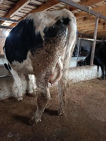 Коровы, быки: Продаю | Корова (самка) | Для молока | Привязанные — 4