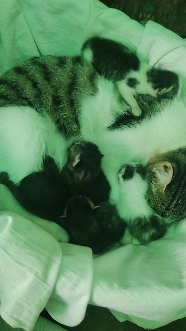 Мышыктар: Котята от домашней кошки - Помет разноцветных котят от полосато-белой — 1
