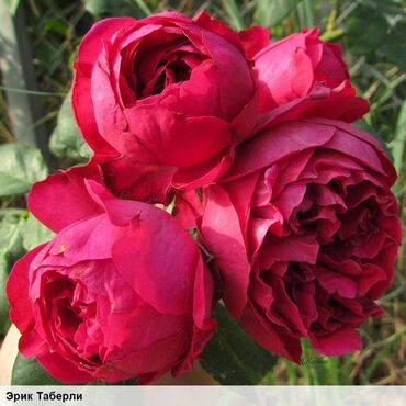 Садовые цветы и кустарники: Саженцы цветка: Розы, Бесплатная доставка, Самовывоз — 29