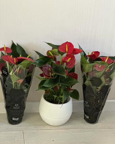 Другие комнатные растения: Комнатные цветы at lalafo.kg — 15 Другие комнатные растения: Комнатные цветы — 15