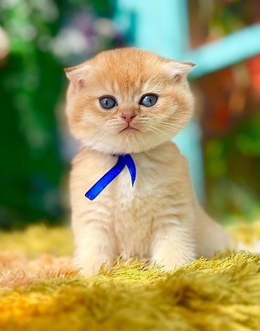 Pişiklər: Britan — 9