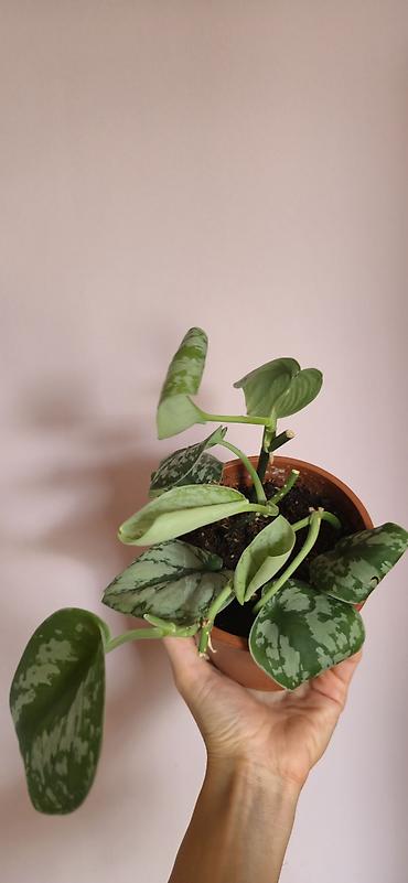 алоэ вера купить: Scindapsus exotica. Parlaq yarpaqlı, baxımı rahat ve tez böyüyen — 5