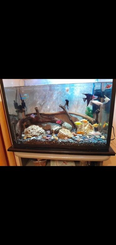 akvarium xırda balığı: Akvarium uzunluğu 60sm hündürlüyü 40sm eni 25sm, 60 litr su tutur
